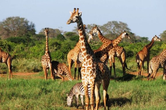 4 Days Amboseli & Tsavo West Private Safari