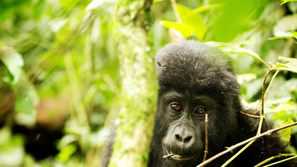 3 Day Uganda Gorilla Trekking Tour