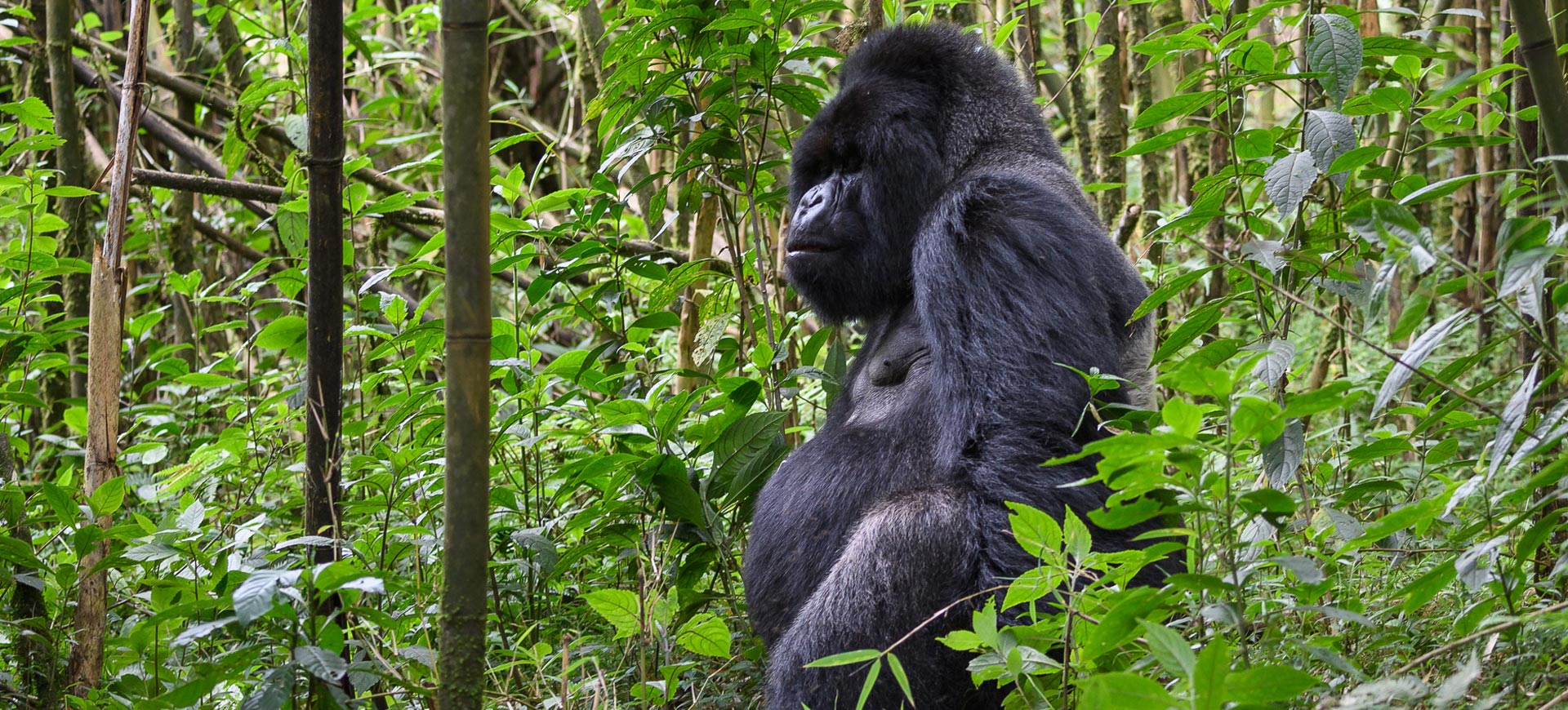 3 Day Rwanda Gorilla Trekking Tour