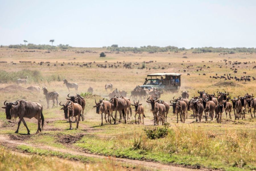7 Days Kenya Wildlife Safari & Coast Beach Holiday
