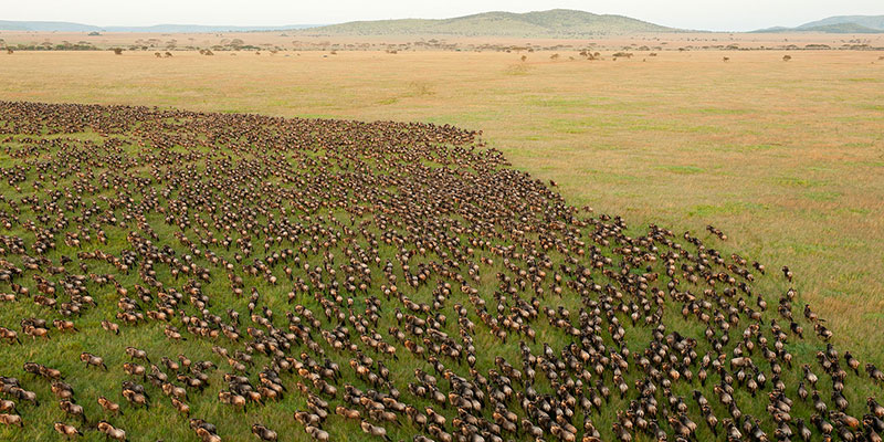 Wildebeest Migration Safari