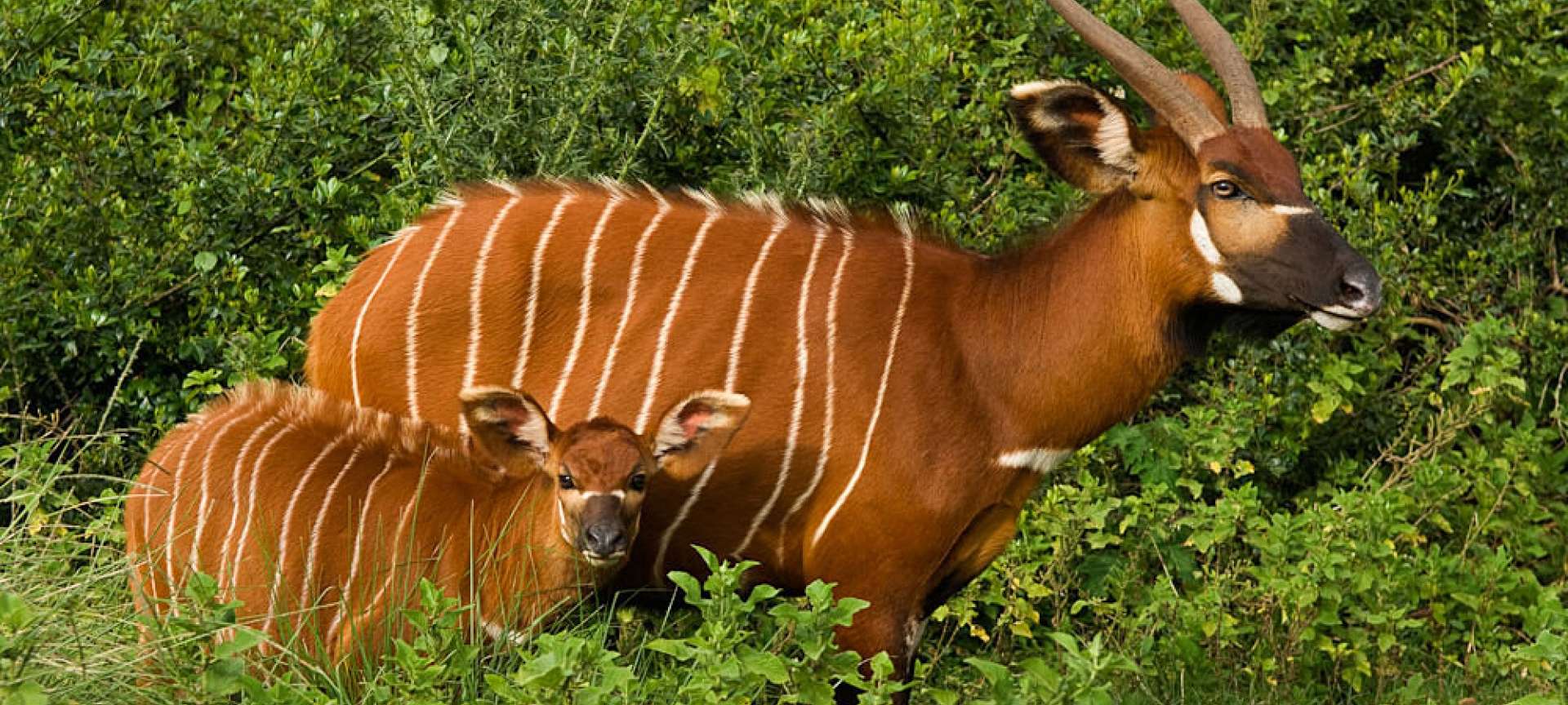 Kenya Safari Holiday