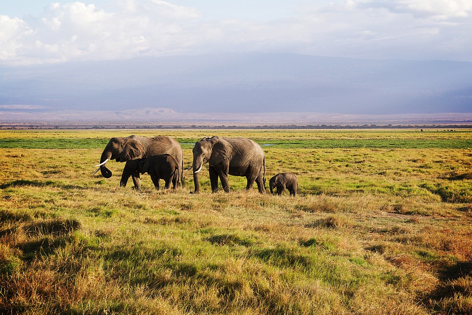 3 Day Tsavo East & Amboseli