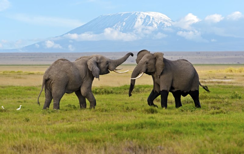 6 Days Amboseli, Lake Nakuru & Masai Mara Private Safari