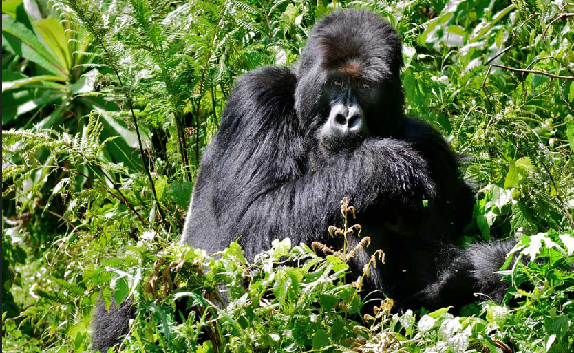 3 Days Rwanda Gorilla Trekking Tour