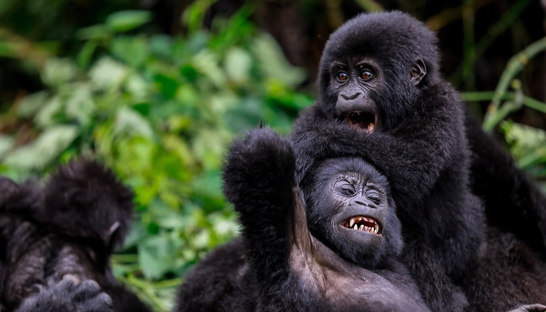 3 Day Gorilla Trekking Bwindi