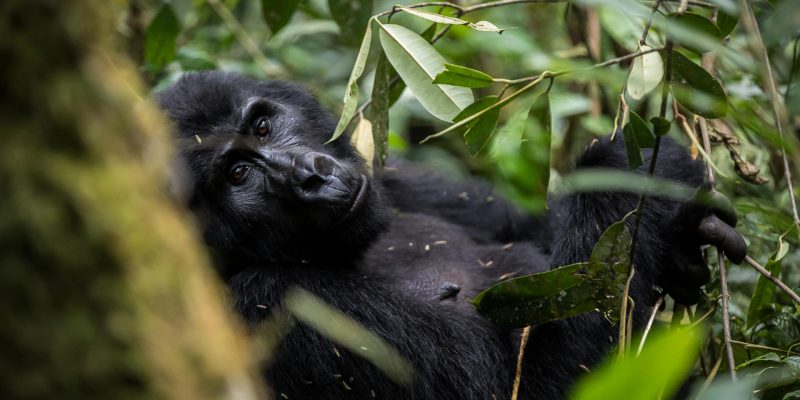 3 Days Uganda Gorilla Safari to Bwindi Forest