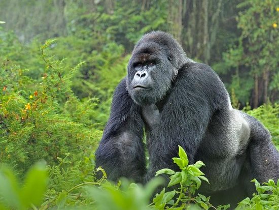 3 Days Bwindi Gorilla Trekking Tour