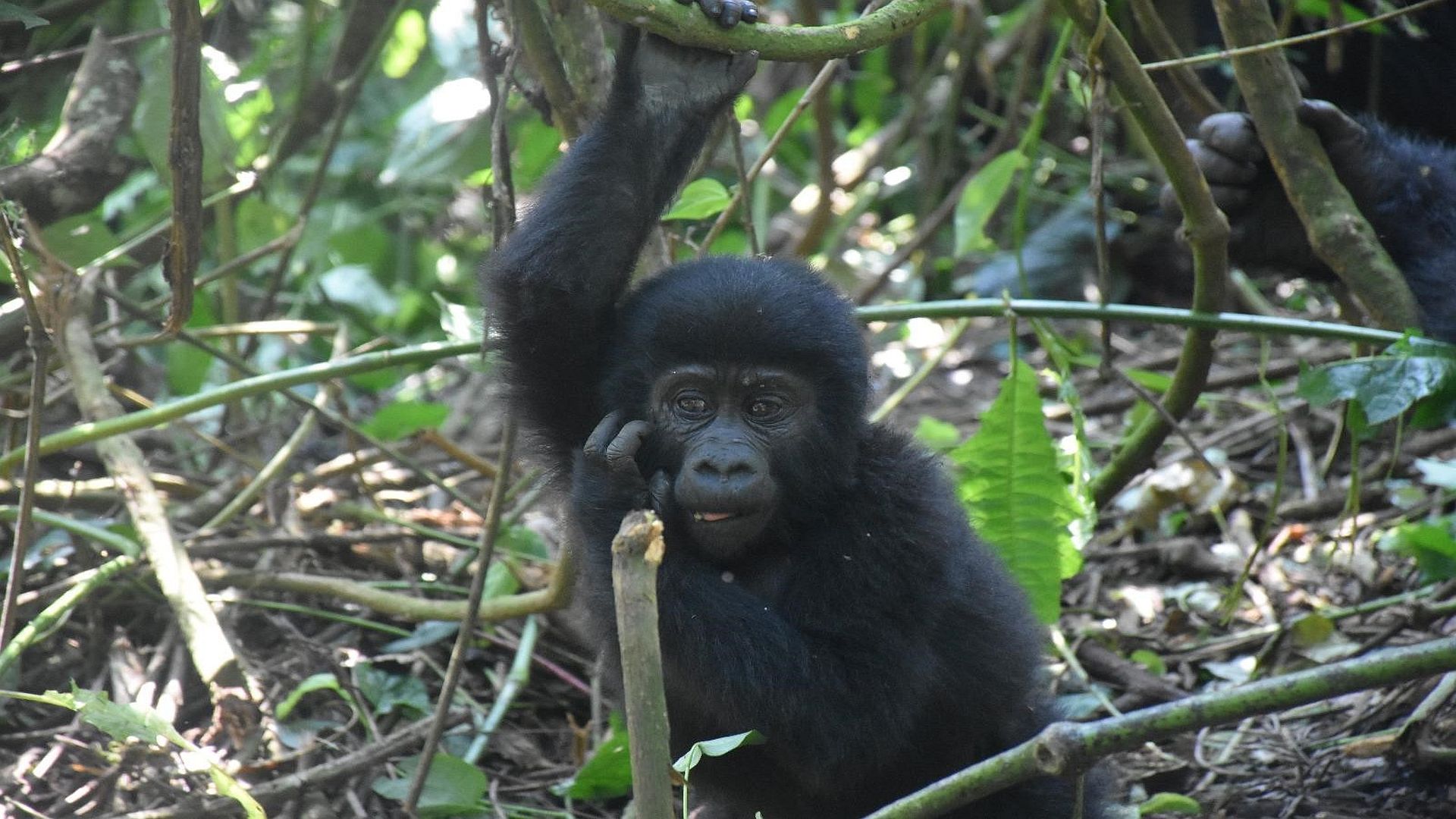 3 Days Uganda Gorilla Trekking Tour