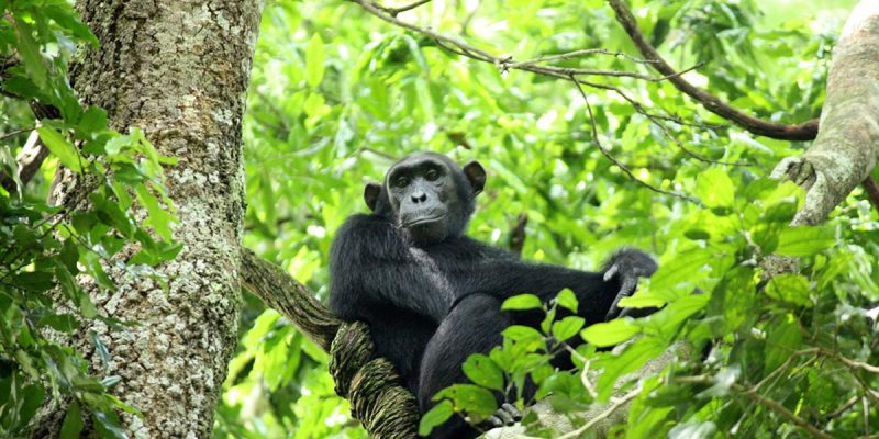 5 Days Chimpanzee & Gorilla Trekking Safari