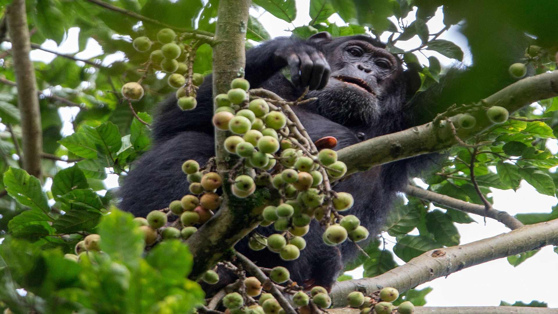 7 Days Rwanda Gorilla Trek, Chimpanzees & Wildlife Safari