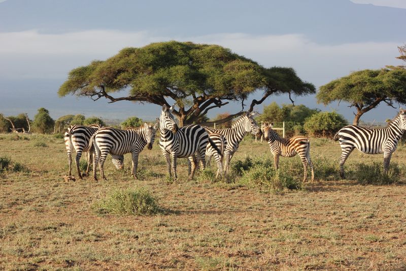 7 Days Gorilla Trekking & Masai Mara Safari