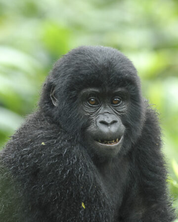 3 Days Gorilla Tracking Bwindi