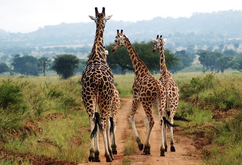 3 Day Great Maasai Mara Budget Holiday