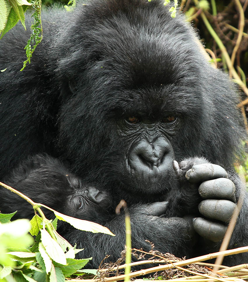 1 Day Rwanda Gorilla Tour Experience