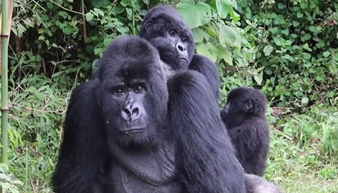 4 Day Gorilla Tracking Safari in Uganda