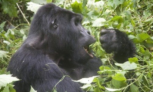 4 Day Double Gorilla Trekking