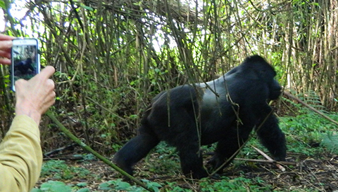 4 Days Gorillas Trekking