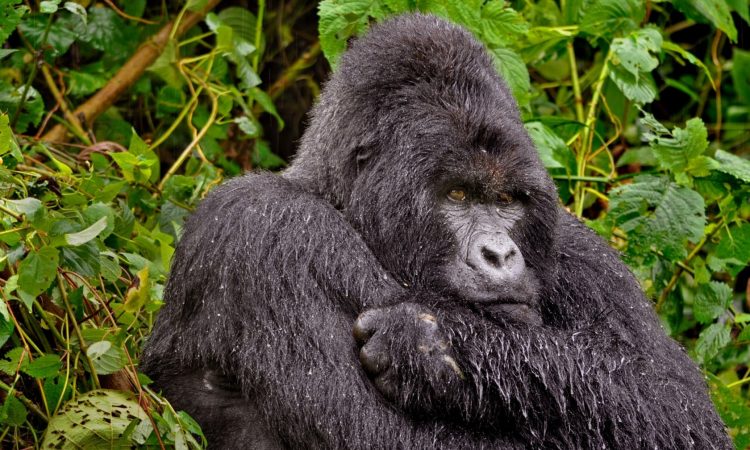 5 Days Wildlife & Gorilla Trekking Safari