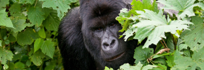 5 Day Uganda Family Safari