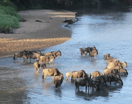 7 Day Western Corridor Migration Safari