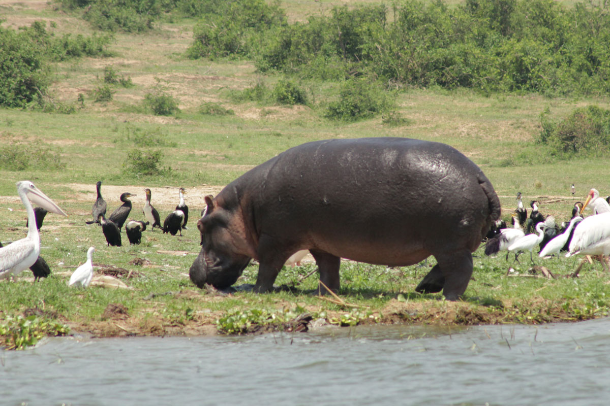 18 Day Uganda Safari