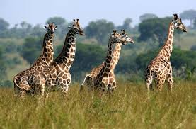 Ultimate Uganda Safari -18 Days