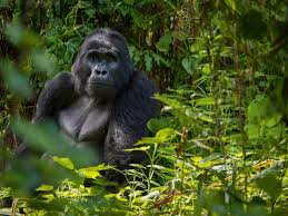 14 Day Highlights of Uganda