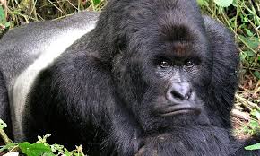 6 Days Rwanda Gorilla Safaris