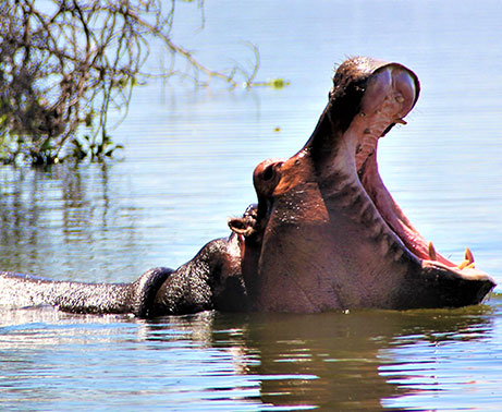 Spotting Hippos on Lake Naivasha 1 Day Cultural Tour
