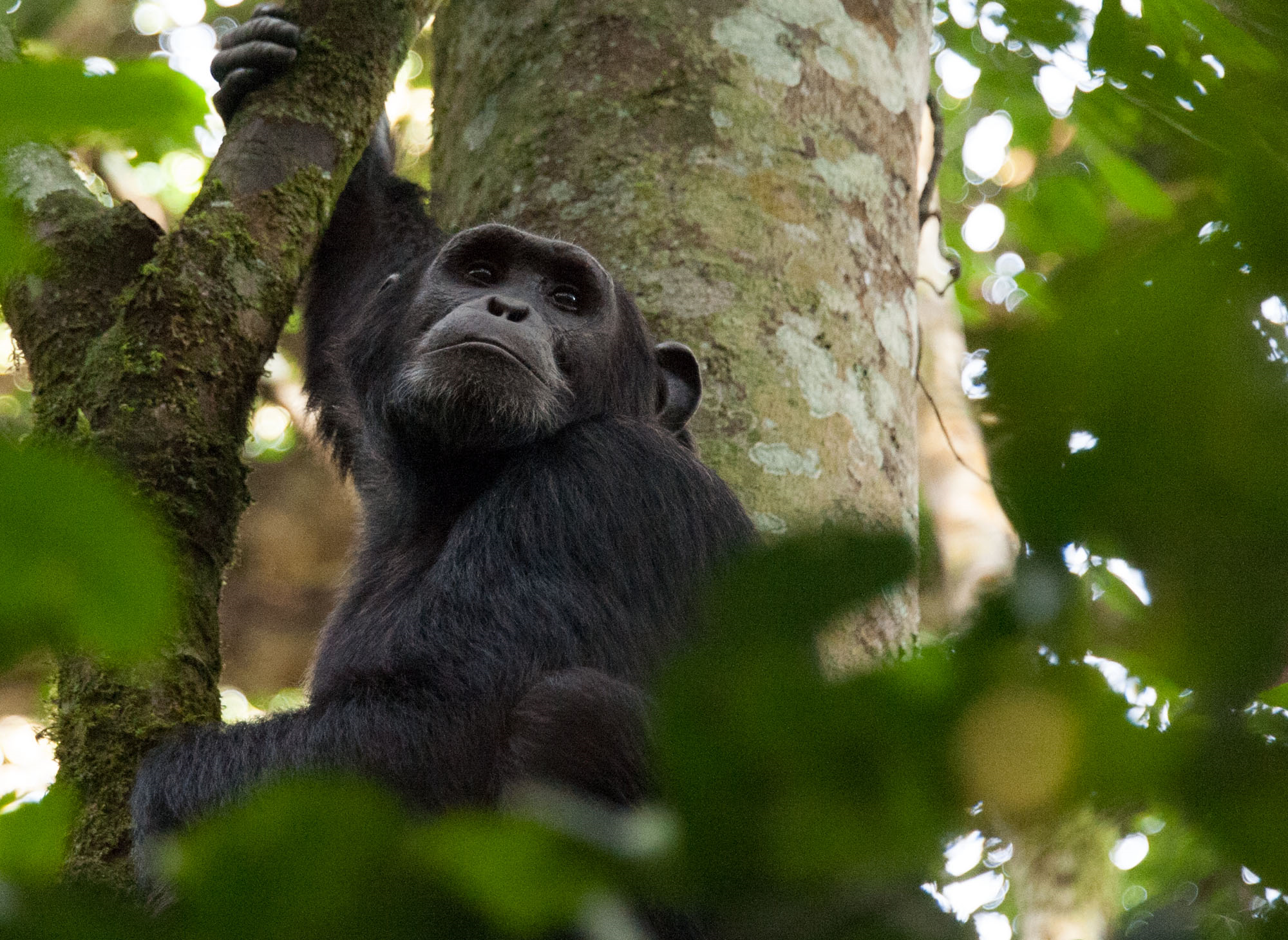 5 Days Kibale Chimpanzees, Gorillas with Wildlife Safari