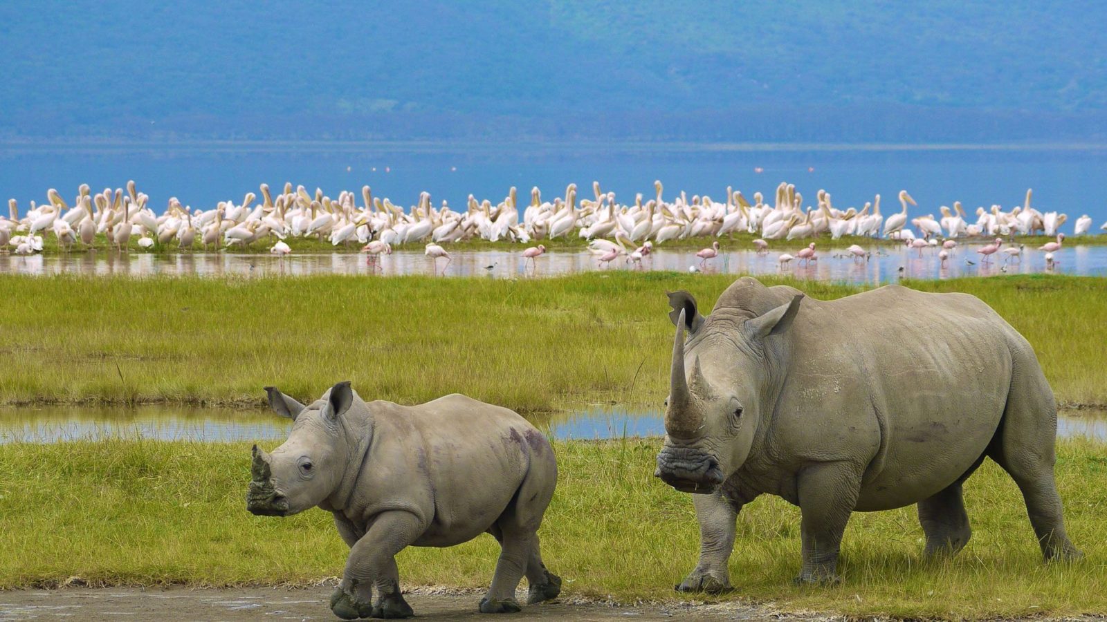 4 Day Maasai Mara & Lake Nakuru