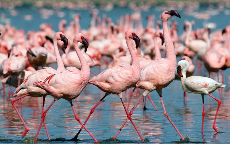 7 Days Amboseli, Lake Nakuru & Masai Mara Private tour