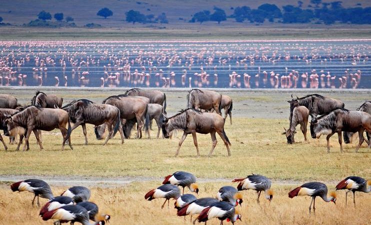 Three Days Safari to Lake Manyara & Ngorongoro Crater