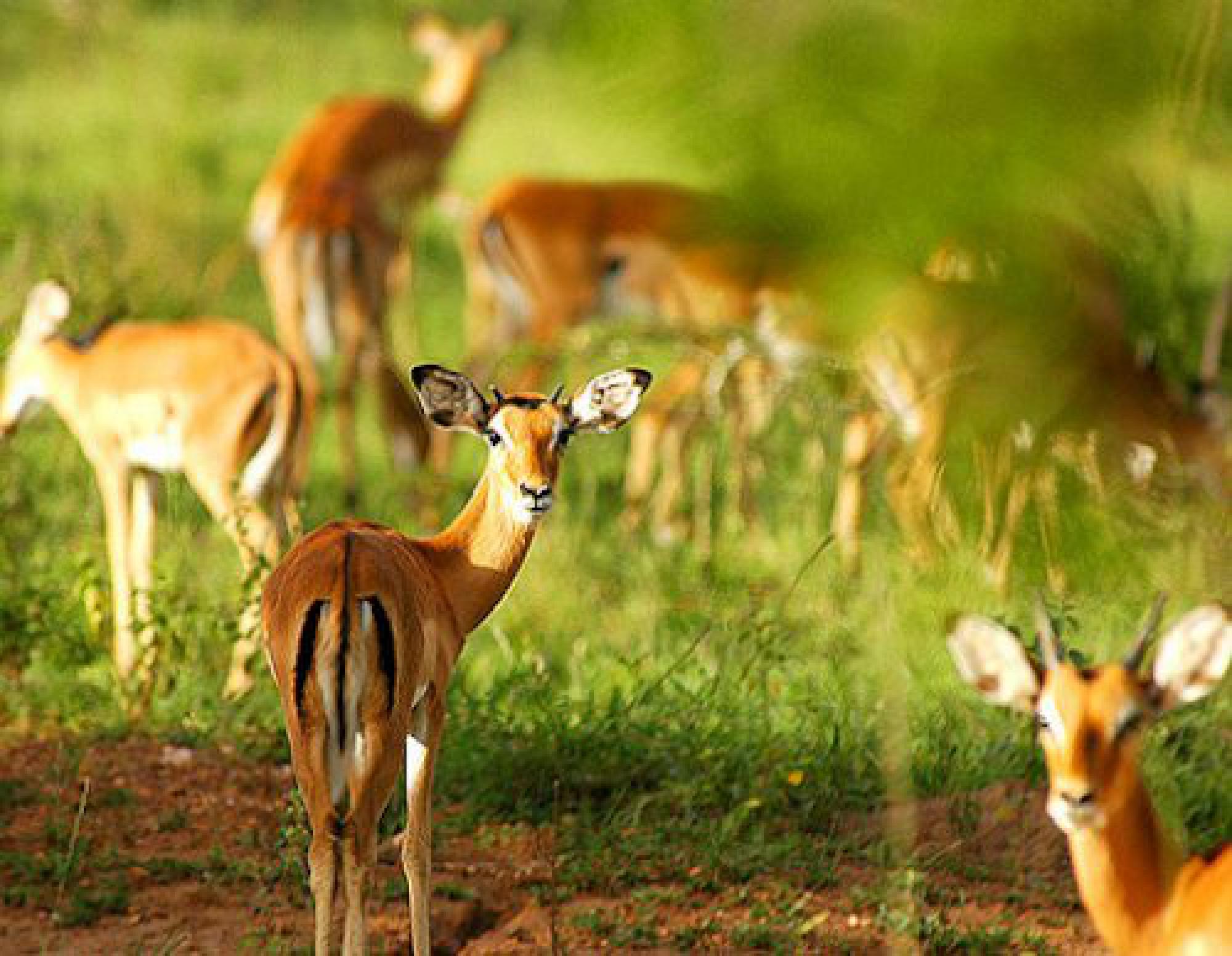 3 Days Queen Elizabeth Wildlife Safari