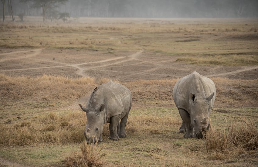 Scenic Kenya Simba Safari