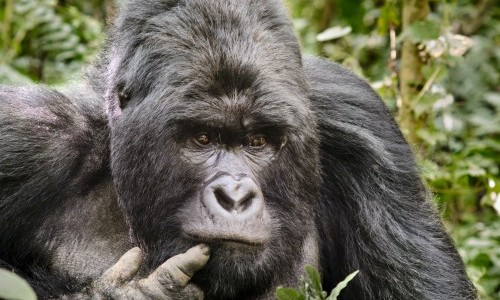 3 Day Gorilla Trekking Tour