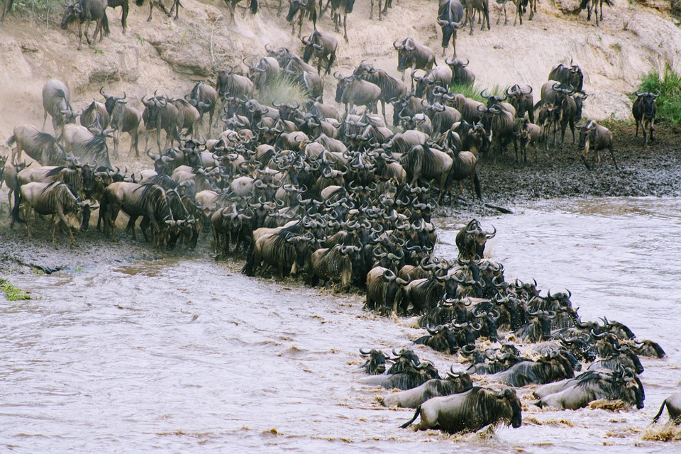 3 Days Masai Mara Wildlife Safari