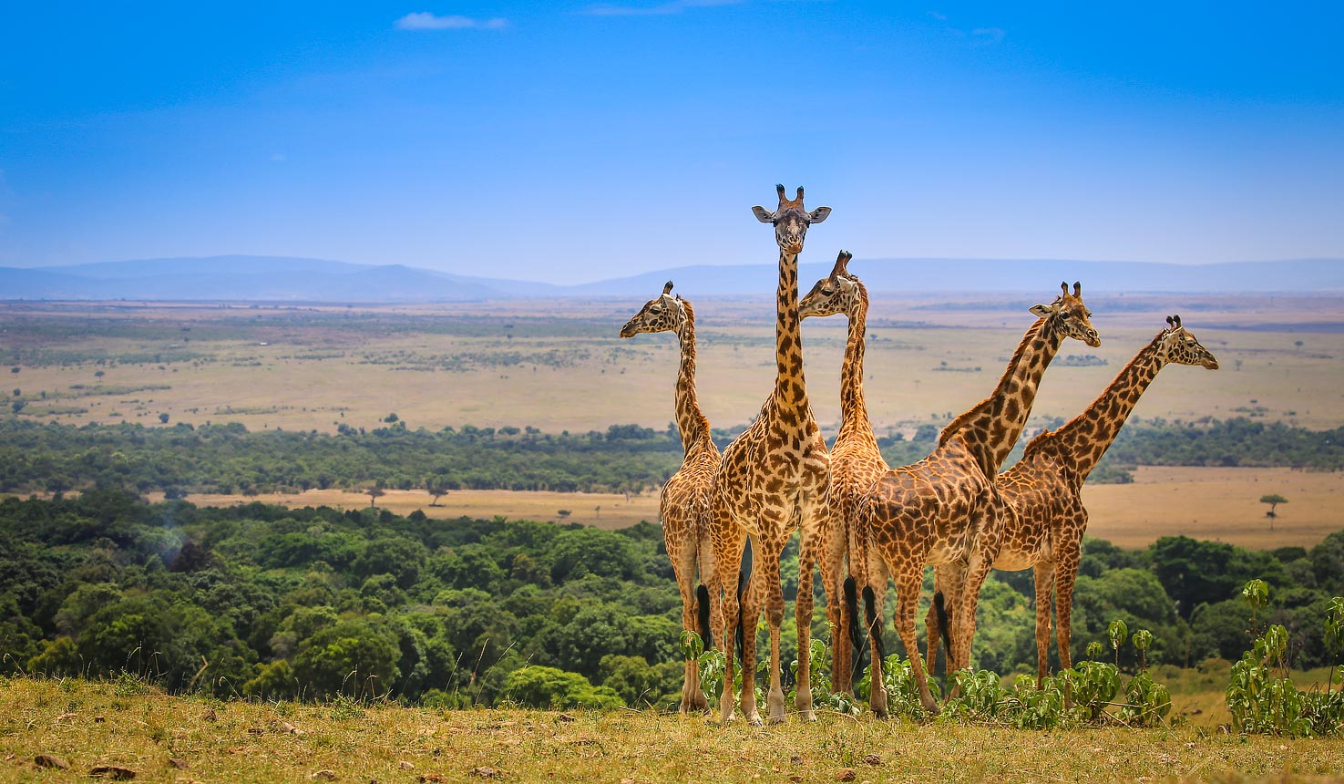 4 Days Kenya wildlife safaris Masai Mara and Lake Nakuru