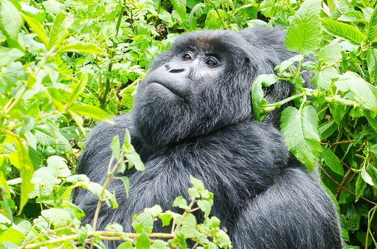 7 Days Uganda Primates & Wildlife Safari