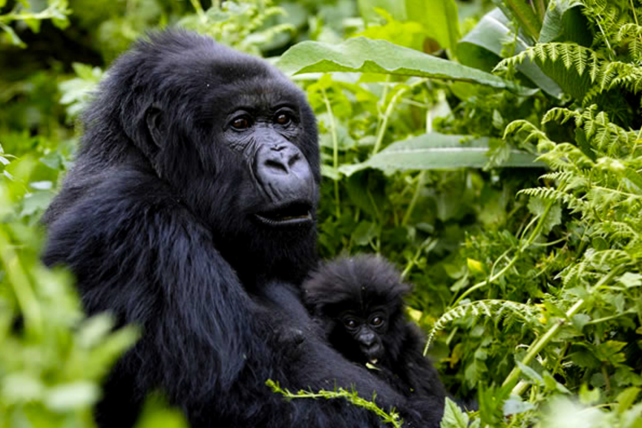 3 Day Gorillas & Lake Bunyonyi