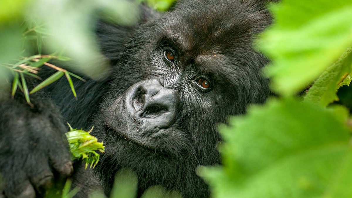 Gorilla Trekking & Wildlife