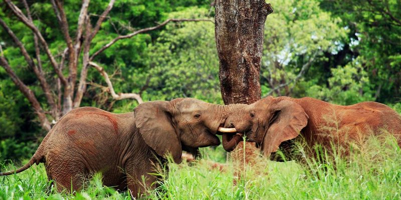 10 Days Uganda Wildlife Game Viewing Safari