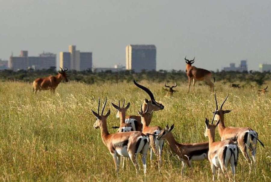 Nairobi National Park Half Day Tour
