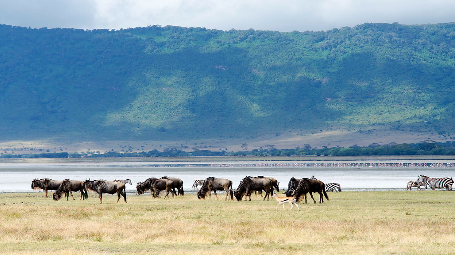 4 Days Ngorongoro Crater & Serengeti Wildlife Safari