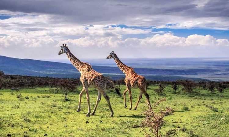 12 Days in Tanzania: A Comprehensive Wildlife Expedition