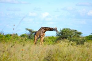 4 Days Mara Nakuru Adventure