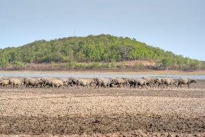 10 Days Kenya & Tanzania Excting Safari