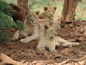 7 Days Kenya & Tanzania Exciting Safari