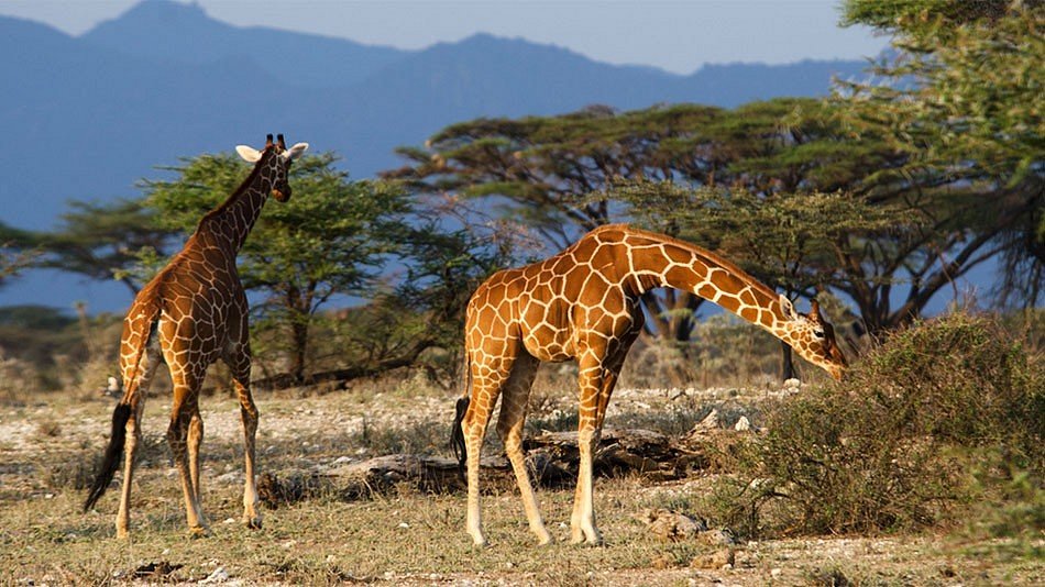 6 Day Budget Safari in Uganda